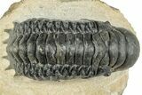 Detailed Crotalocephalina Trilobite - Atchana, Morocco #311687-1